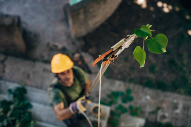 The Steps Involved in Our Tree Care Process in West Little River, FL